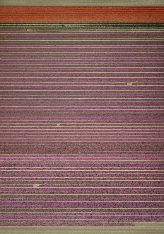 ″Ohne Titel XIX″ (2015) is a field of tulips from a bird's-eye view. [ANDREAS GURSKY, SPRÜTH MAGERS]