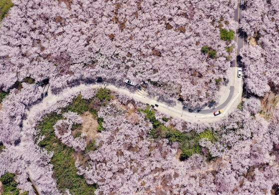 Vehicles drive on a road surrounded by cherry blossom trees in full bloom on a mountain in Busan on Tuesday. [YONHAP]