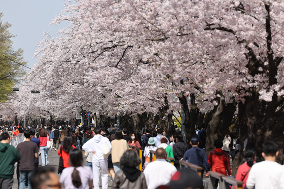 Visitors enjoy a stroll along Yunjungno in Yeouido, western Seoul, a street known for its spectacular cherry blossoms, on Sunday. Because of the pandemic, the street was blocked off during cherry blossom season in 2020 and 2021.   [YONHAP]