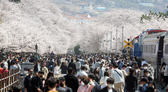 Crowds walk under cherry blossom trees in full bloom at Gyeonghwa Station Park in Jinhae, South Gyeongsang, on Sunday, even though the annual cherry blossom festival was canceled again this year because of the Covid-19 pandemic. Local authorities did not block visitors from coming to the park this year. [YONHAP]