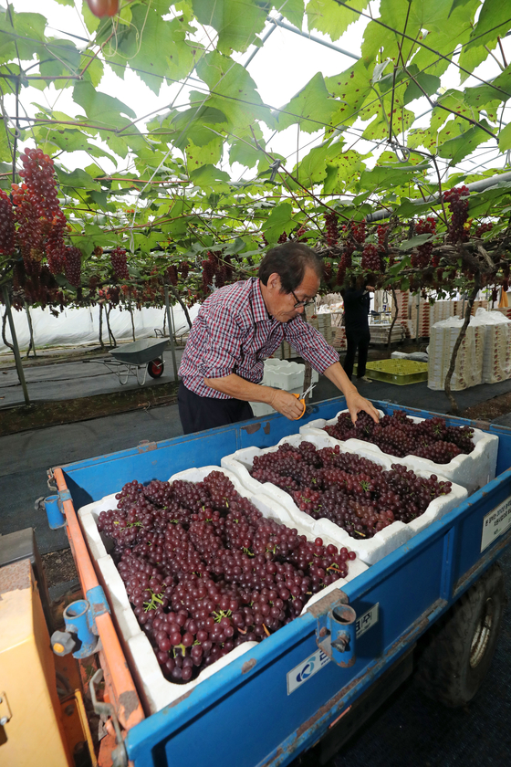 A farmer picks Delaware grapes at an orchard in Dong District, Daejeon, on Wednesday. Delaware grapes grown in Daejeon are shipped two to three months earlier than those from other orchards in Korea every year thanks to cultivation technology which helps them to ripen quicker. [YONHAP]