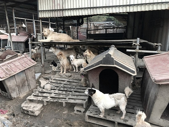 A photo from Aerinwon in Pocheon, Gyeonggi, before it was shut down in September 2019. [BEAGLE RESCUE NETWORK] 