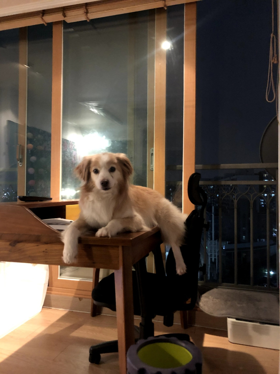 Bori used to like being in high places. The manager from the rescue shelter said it was how he tried to escape from attacks by larger dogs while living in Aerinwon. [YIM SEUNG-HYE]