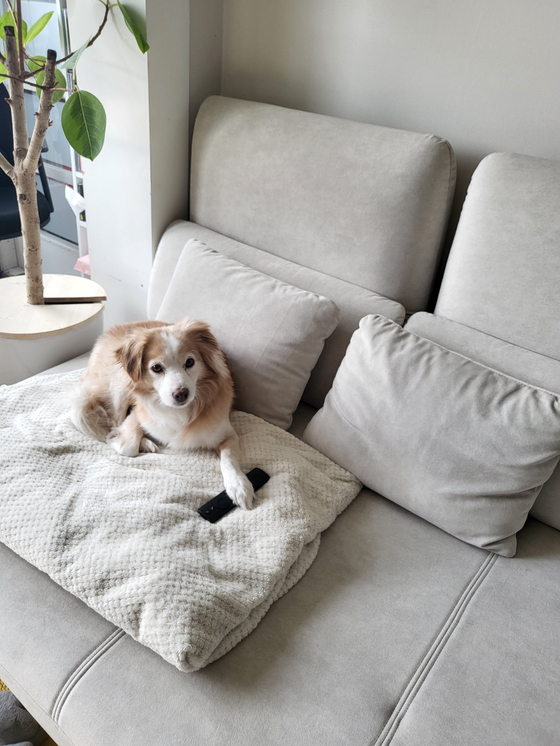 Bori was adopted on April 20, 2021 from the former Aerinwon shelter, which was dubbed "the gates of hell for dogs" in Pocheon, Gyeonggi. He's now become a well-adjusted house dog who likes to sit and sleep on the couch all day. [YIM SEUNG-HYE] 
