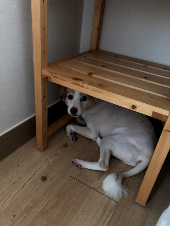 Bori looks scared after we removed his kennel in week four, hoping he could adapt to his new comfortable bed. [YIM SEUNG-HYE]