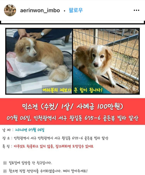 An Instagram post looking for Bori who ran away from his former adoptive home. [SCREEN CAPTURE]