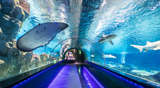 The Coex Aquarium in Coex, Gangnam District, southern Seoul. [SEOUL OCEAN AQUARIUM]