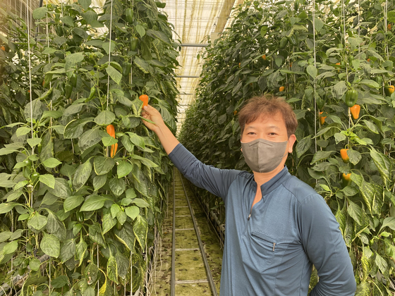 Farmer Park Sam-sup shows the raon bell pepper, a smaller variety of the vegetable that single-person households prefer. [KANG KI-HEON]