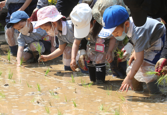 Children plant rice seedlings in a rice paddy at the Sintree Park in Yancheon District, western Seoul, on Tuesday. [NEWS1]