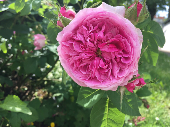 Klimt's rose [ÖSTERREICH WERBUNG/KLIMT VILLA]