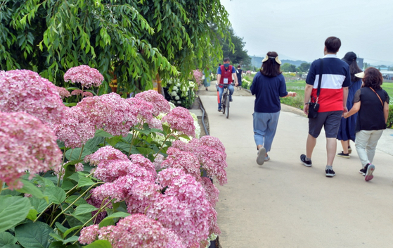 Visitors walk pass hydrangeas at a flower festival in Gongju, South Chungcheong on Friday. Festivals that had been postponed for years due to the pandemic are returning after the government lifted social distancing measures in April. [YONHAP]