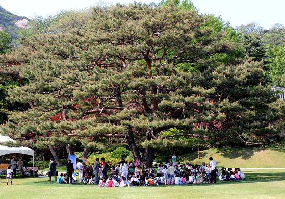 The large pine tree in the Blue House's Nokjiwon is an important natural heritage, according to Chun Young-woo, a forester. Many events were held around the tree on the Blue House grounds. This file photo shows children gathered around the tree on Children's Day, May 5, in 2007. [YONHAP]