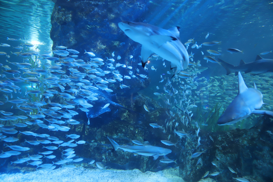 Horse mackerel can now be found at the Coex Aquarium in southern Seoul, according to the aquarium on Wednesday. It is the first time in seven years for the aquarium to introduce a type of fish that create a bait ball, or a tight swarm. Horse mackerel are seen swimming together in the aquarium. [YONHAP]