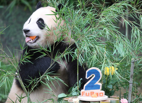 Fu Bao, the first panda cub born in Korea, eats a birthday cake at Everland Theme Park in Yongin, Gyeonggi on Wednesday, celebrating her second birthday. Fu Bao weighed 197 grams on the day she was born on July 20, 2020, and now weighs 80 kilograms. [NEWS1]