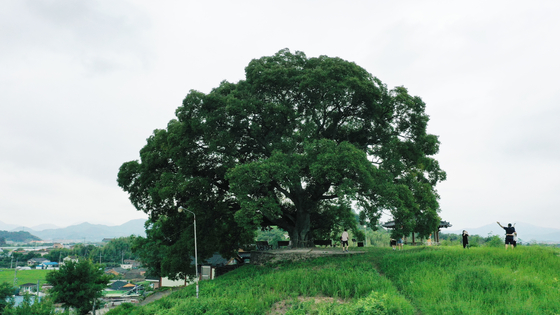 The 500-year-old, 16-meter-tall (52-foot-tall) hackberry tree located in village of Bukburi in Changwon, South Gyeongsang, appeared on the eighth episode of ENA's hit series "Extraordinary Attorney Woo," which aired on July 21. [YONHAP]