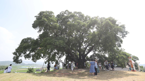Tourists visit a 500-year-old, 16-meter-tall (52-foot-tall) hackberry tree located in Bukburi village in Changwon, South Gyeongsang, Tuesday. The hackberry tree appeared on an episode of ENA's hit series ″Extraordinary Attorney Woo.″ [YONHAP] 