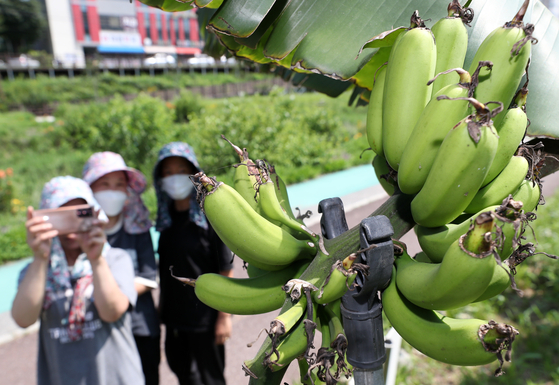 As the sweltering heat continues across the country, bananas are found growing on a tree planted for landscaping at a riverbank in Wonju, Gangwon, on Thursday. [YONHAP]