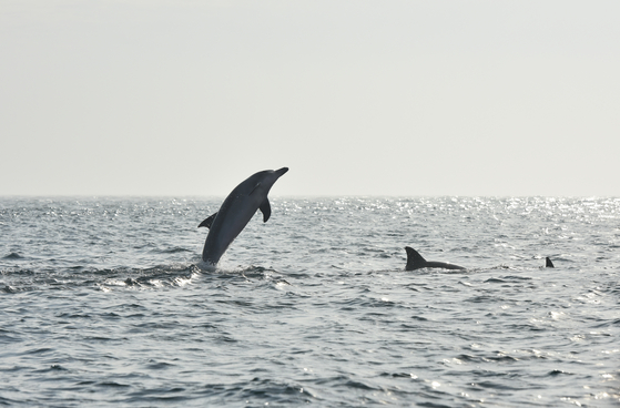 Indo-Pacific bottlenose dolphins in the sea surrounding Jeju Island. The last Indo-Pacific bottlenose dolphin held in captivity in Korea, named Bibong, will be released into the ocean after 17 years, the Ministry of Oceans and Fisheries announced Wednesday. [MINISTRY OF OCEANS AND FISHERIES]