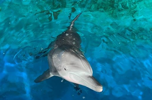 The last Indo-Pacific bottlenose dolphin held in captivity. [MINISTRY OF OCEANS AND FISHERIES]