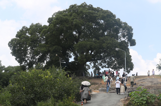 On July 29, 2022, visitors walk up to the 500-year-old, 16-meter-tall (52-foot-tall) hackberry tree in Changwon, South Gyeongsang, which was featured in Episode 8. [YONHAP]