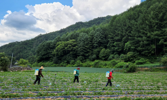 Philippine migrant workers at a farm in Hongcheon County, Gangwon on July 27 [PARK JIN-HO]