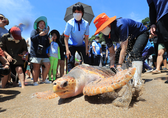 The Ministry of Maritime Affairs and Fisheries sets six endangered marine turtles free into sea off a beach in Seogwipo, Jeju Island, on Thursday. Three of them were hatched and bred through artificial incubation and the other three were rescued in the wild. [YONHAP]