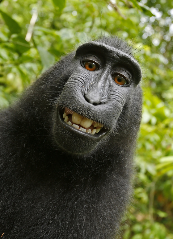 A series of selfies taken by a black ape in 2011 became the subject of a lawsuit after People for the Ethical Treatment of Animals (PETA) sued photographer David Slater, arguing that the animal owns the copyright to the picture. [DAVID SLATER]