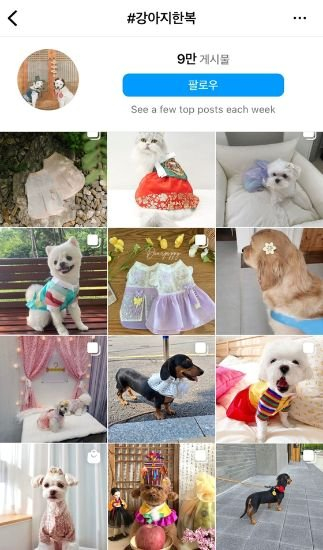 Posts on instagram with the hashtag "dog hanbok." [SCREEN CAPTURE]