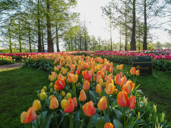 Tulip gardens in Keukenhof, Lisse, Netherlands, in May 2022. [KEUKENHOF]