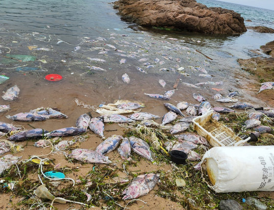 Waves wash up dead tuna on Jangsa Beach in Yeongdeok Island, North Gyeongsang, on July 28. [NEWS1]