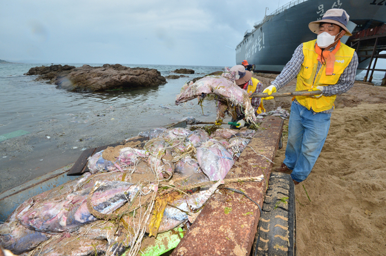 Workers clear up dead tuna washed up on Jangsa Beach in Yeongdeok Island, North Gyeongsang, on July 28. [NEWS1]