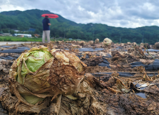 A head of a rotting iceberg lettuce sits at a farm in Hoengseong County, Gangwon, on June 27. [YONHAP]