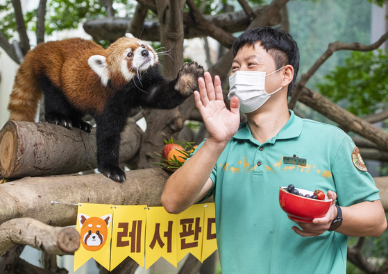 Lessy the red panda, who lives in the panda world at the amusement park Everland in Yongin, Gyeonggi, gives a high five to a trainer on Thursday, ahead of International Red Panda Day on Saturday. [YONHAP]