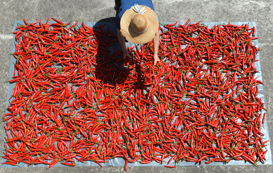 A farmer dries chili peppers in Gyeryong, South Chungcheong. [YONHAP] 