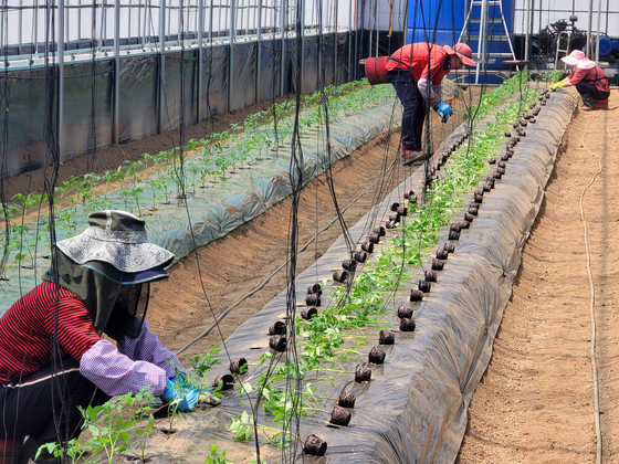 Migrant workers at a tomato farm in Gangwon in April. [YONHAP]