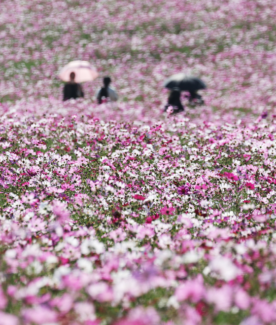 Tourists enjoy the colors of autumn in a field of cosmos flowers in Anseong, Gyeonggi, on Tuesday. [YONHAP]