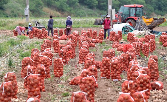 Farmers harvest onions in Dalseong County in Daegu on June 8. The owner of the onion farm said that there are worries over a shortage of foreign workers during harvesting season and increased labor costs. [NEWS1]