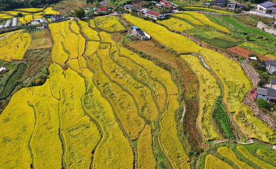 A rice paddy field in Chilgok, North Gyeongsang, on Wednesday. The field turns yellow as autumn arrives. [YONHAP]