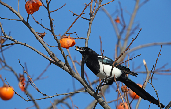 An oriental magpie pecks at a persimmon on a tree in Gangneung, Gangwon, on Nov. 29, 2021. Magpies are commonly found in Korea, China and Japan, and have superstitions associated with them in all thre countries. [YONHAP]
