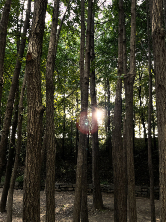 Afternoon sun rays shine through trees at Seoul Forest. [ALLAND DHARMAWAN]
