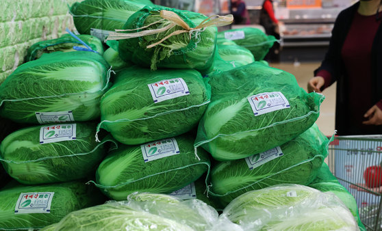 Napa cabbages, a key ingredient of kimchi, are displayed at a supermarket in Seoul on Oct. 27. [YONHAP]