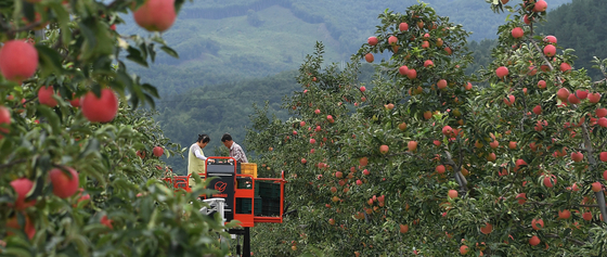 Farmers harvest hongno, a variety of apple that is harvest early in the fall in Geochang, South Gyeongsang. [YONHAP]