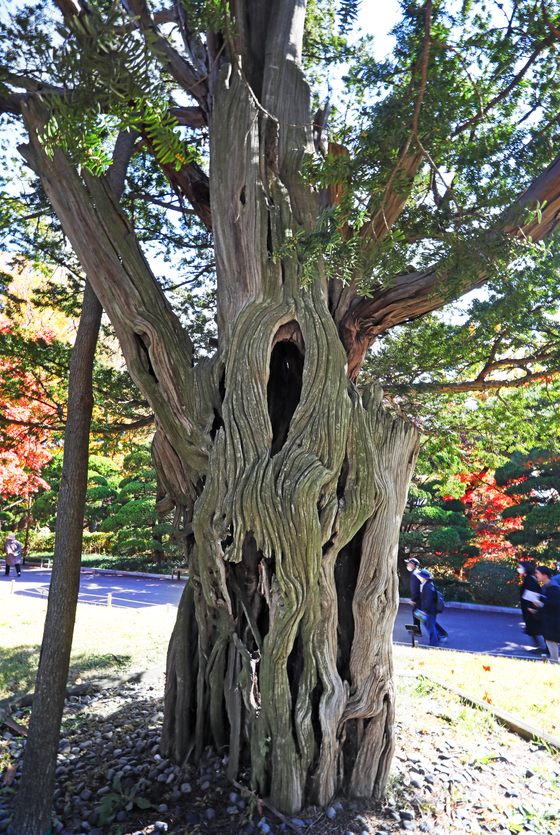 A 754-year-old Pacific Yew on the grounds inside the Blue House [PARK SANG-MOON]
