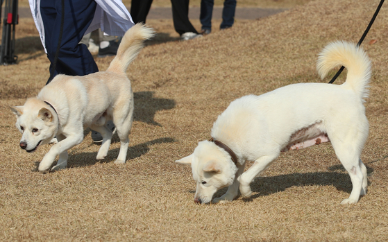 Songkang, left, and Gomi, right, go for a walk at a veterinary hospital in Daegu on Thursday. [NEWS1]