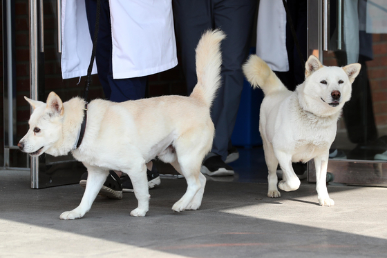 Songkang and Gomi walk out of a veterinary hospital in Daegu for a walk on Nov. 10. [YONHAP]