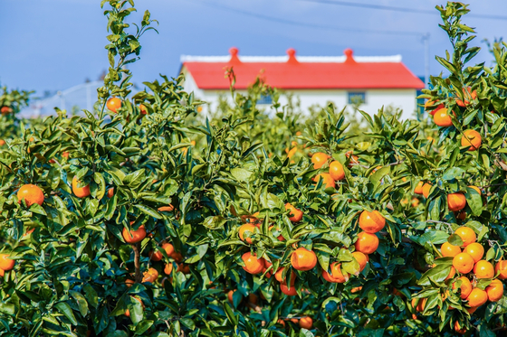 Tangerines ready to be picked at a tangerine farm in Jeju Island [JEJU TOURISM ORGANIZATION]