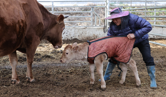 A farmer dresses a young calf on Wednesday after temperatures dipped below zero, making it the coldest day this autumn, and are expected to drop further on Thursday. The low in Seoul on Wednesday was minus 6.8 degrees Celsius (19.76 degrees Fahrenheit), but strong winds pushed the temperature down to minus 12.5 degrees Celsius with the wind-chill factor. [NEWS1]