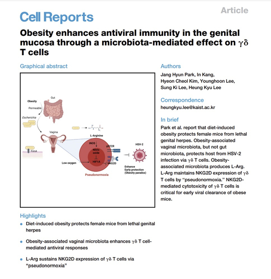 An image of the ″Obesity enhances antiviral immunity in the genital mucosa through a microbiota-mediated effect on γδ T cells″ report published on Cell Report [SCREEN CAPTURE]