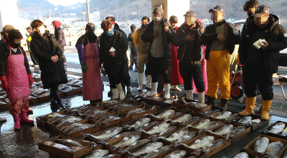 Cod fish auction is held at a market in Geoje, South Gyeongsang, on Thursday, as the peak of the Winter cod season arrives in the country. [YONHAP]