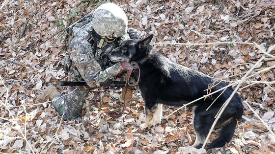 A solider with the army’s 32nd infantry division with scout dog Dalgwan in Sejong on Thursday. It was the 10-year-old German Shepherd’s retirement ceremony. The military dog became prominent after it played a pivotal role in the search for 14-year-old Cho Eunnuri, who went missing for 10 days in the mountains in Cheongju in 2019. There are 790 military dogs in service in the army and air force. [YONHAP]